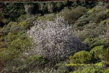 Manto de tonos blancos y rosas en Gran Canaria (Reportaje gráfico de Ildefonso Rodríguez)